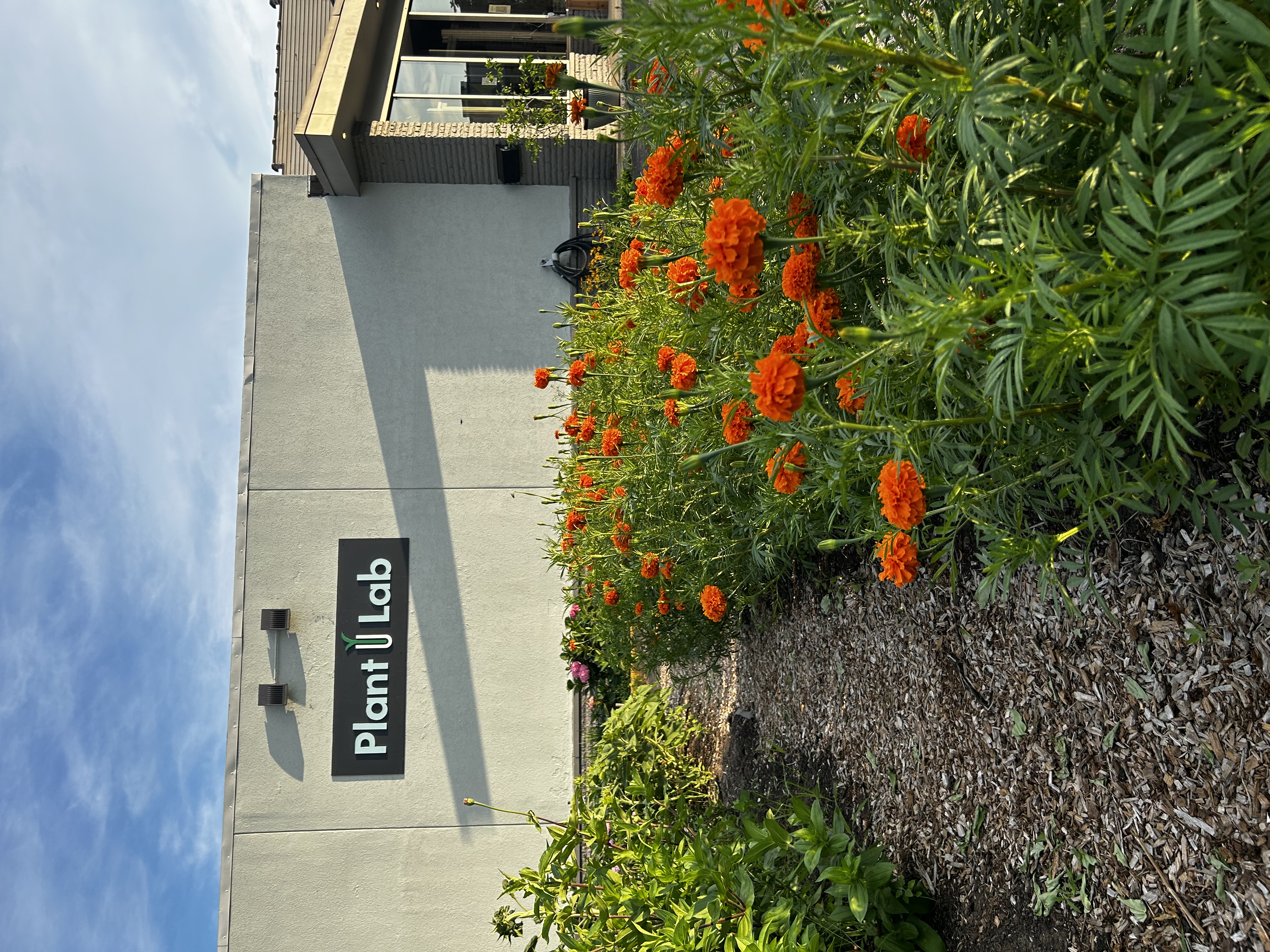 large orange marigolds growing in rows by a building with the sign 'Plant Lab' on the front