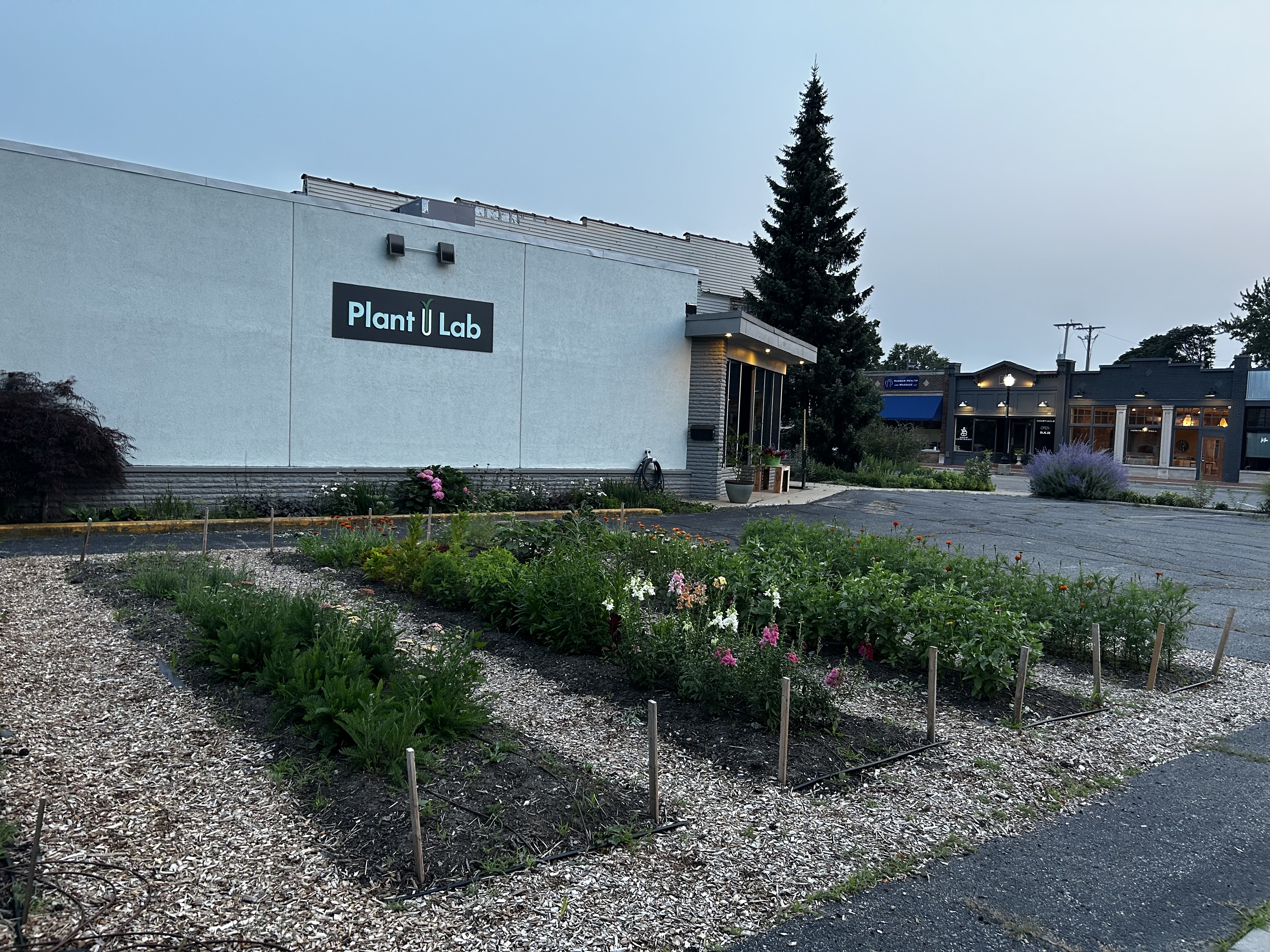 young flowers grow ina rectangular patch in the middle of a parking lot