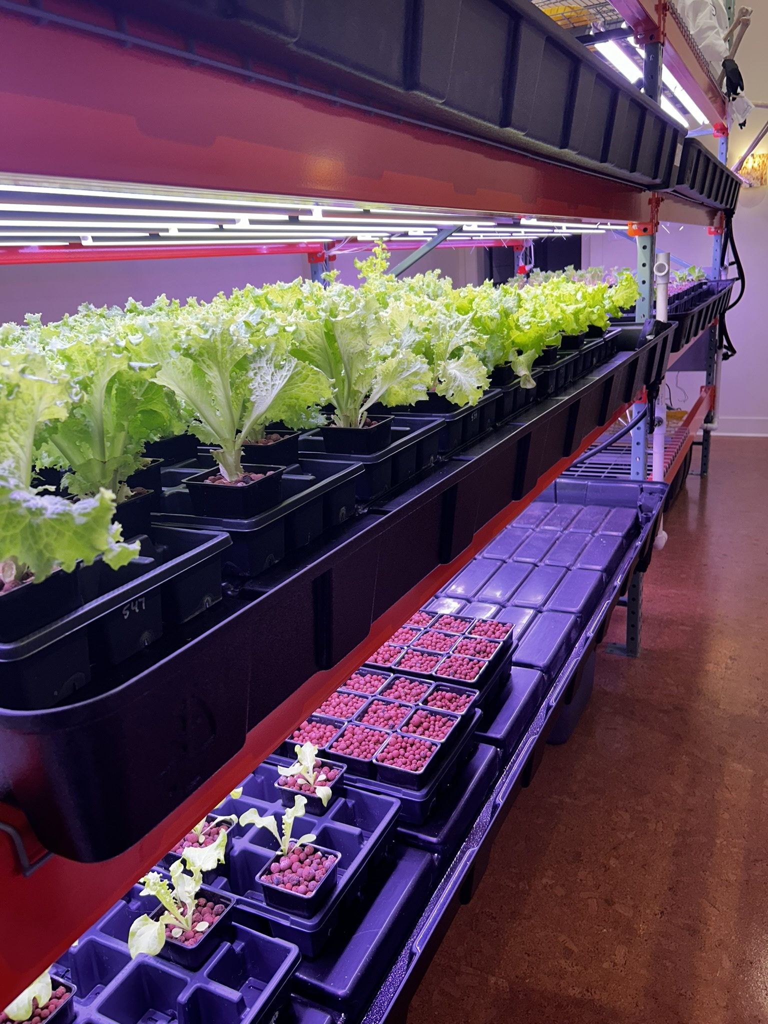 a large tray of hyrdoponic lettce plants growing under lights