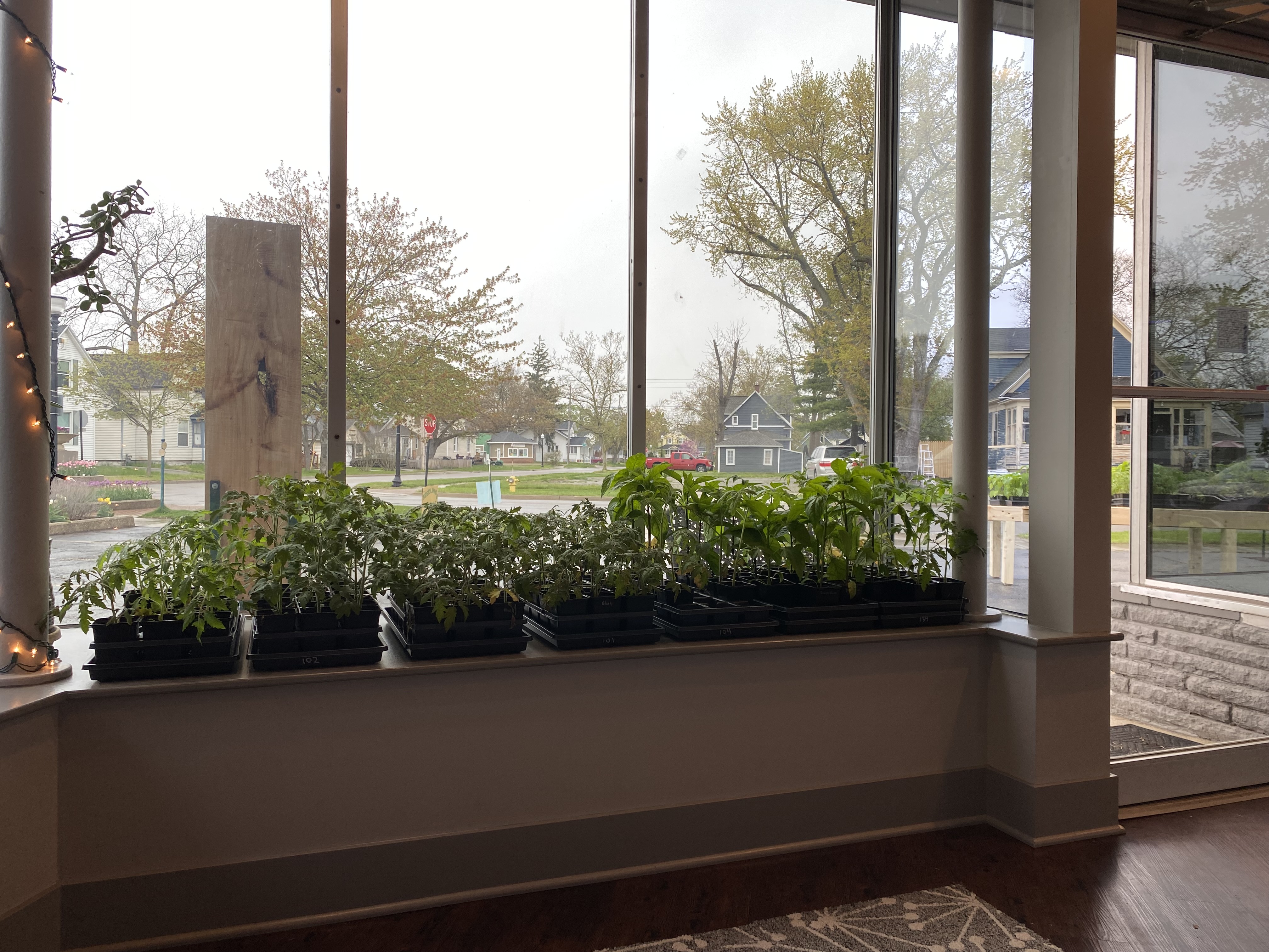 large seedlings lined up in front of a store-front window