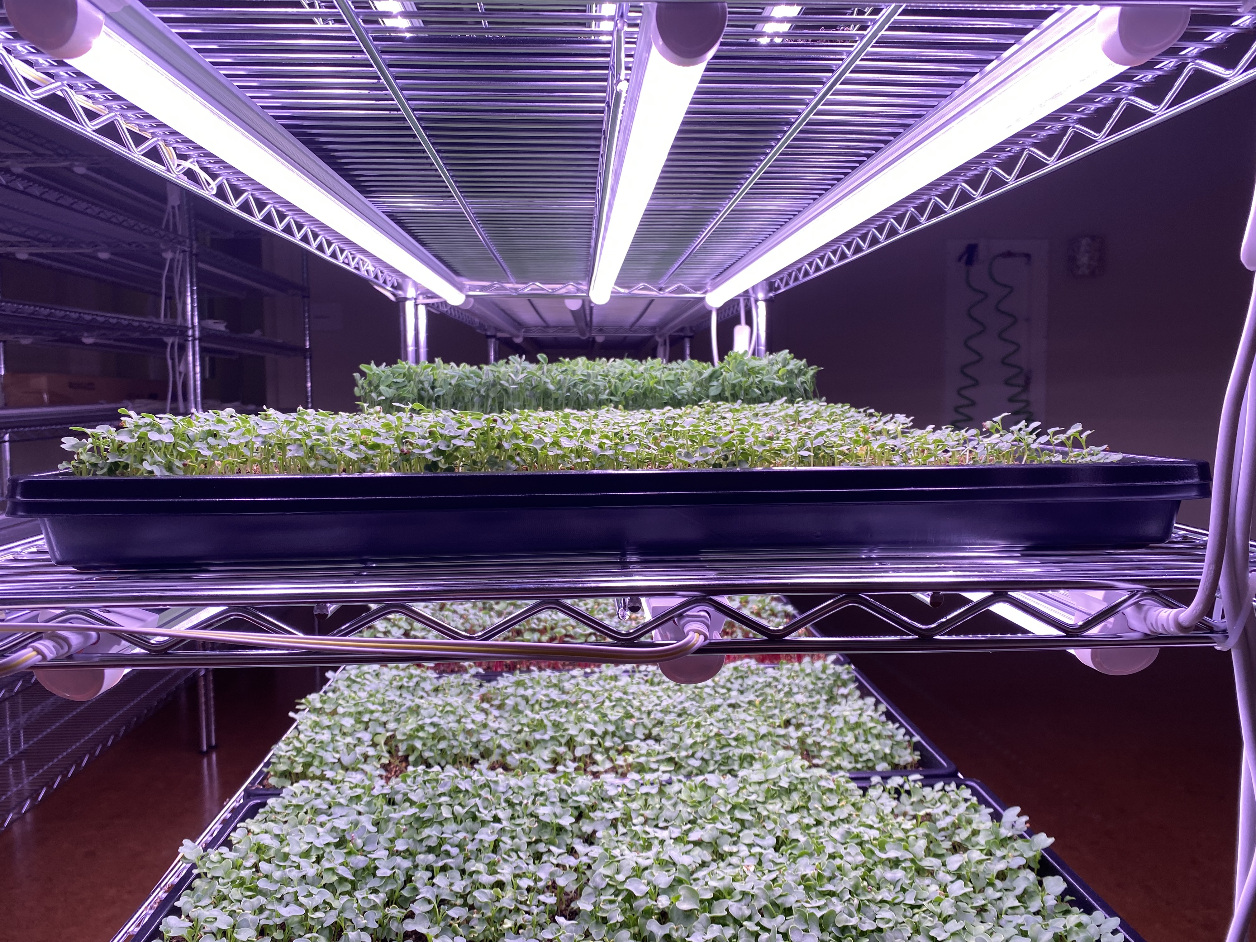 trays of microgreens growing indoors on stacked shelves under led lights